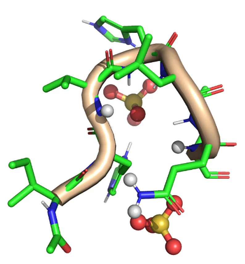 A computer simulation of a peptide strand showing where two sulfuric acid molecules interact with the amino acid residues.