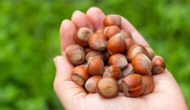 2026 Oregon hazelnut initial prices drop amid market ‘chaos’