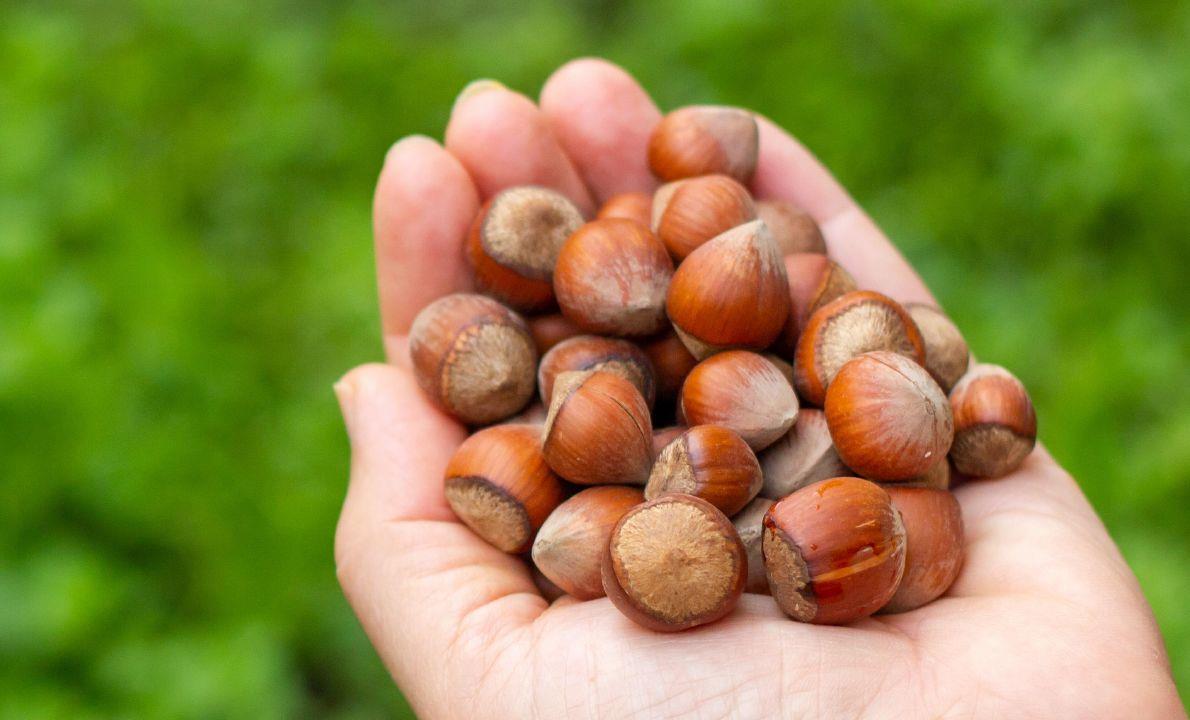 2026 Oregon hazelnut initial prices drop amid market ‘chaos’
