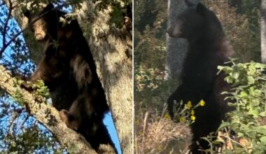 Schools in Oakhurst placed on lockdown after black bear spotted