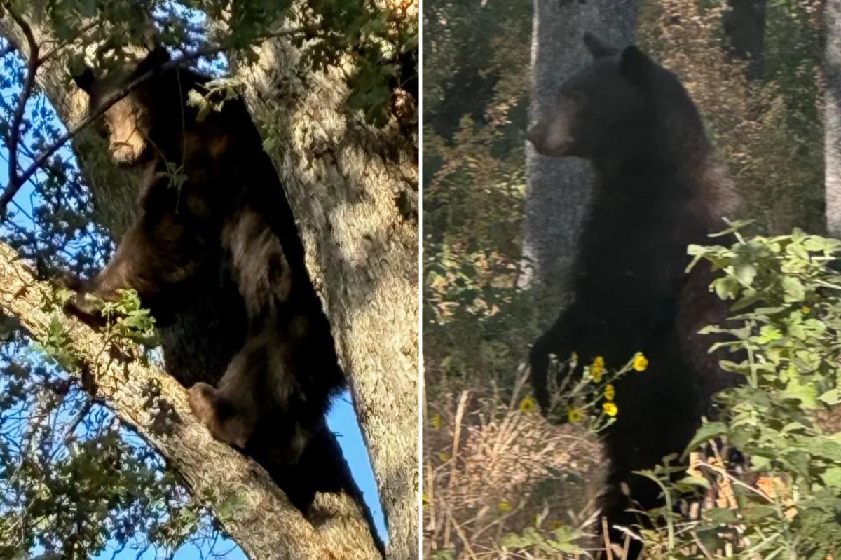 Schools in Oakhurst placed on lockdown after black bear spotted