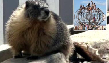 Mountain-dwelling marmots mysteriously appear in bustling Bay Area