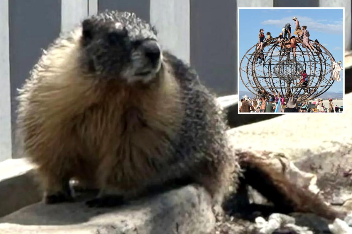 Mountain-dwelling marmots mysteriously appear in bustling Bay Area