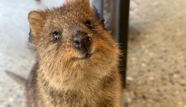 What’s So Special About Quokkas? What to Know About the ‘World’s Happiest Animal’