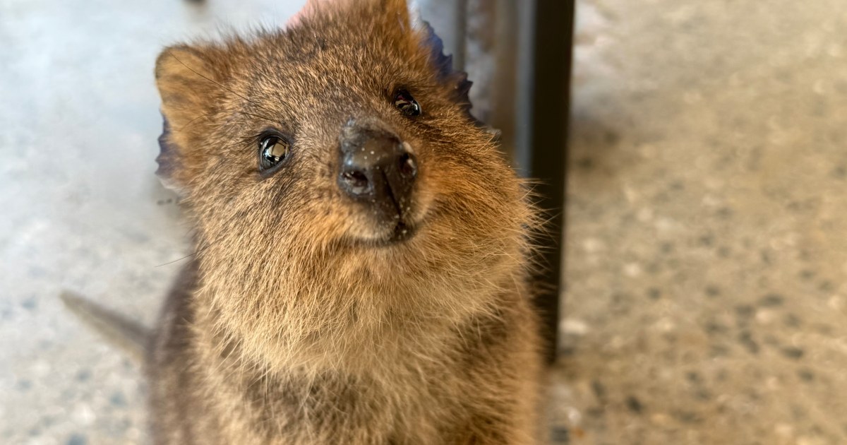 What’s So Special About Quokkas? What to Know About the ‘World’s Happiest Animal’