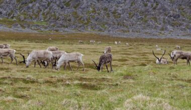 Reindeer grazing on open tundra below a rocky ridge at Hamningberg in Finnmark, Norway