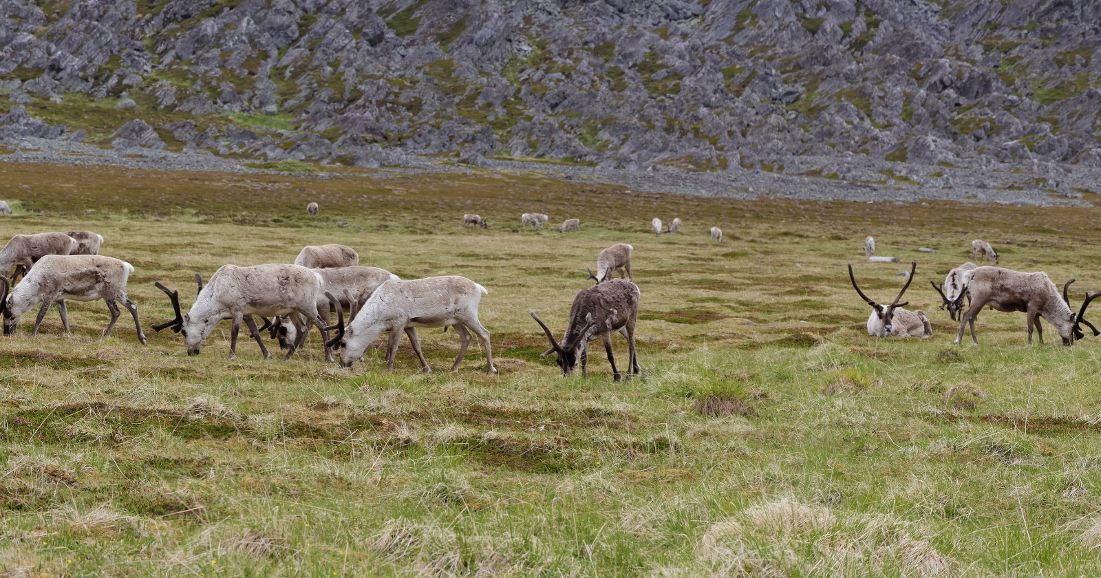 Reindeer grazing on open tundra below a rocky ridge at Hamningberg in Finnmark, Norway