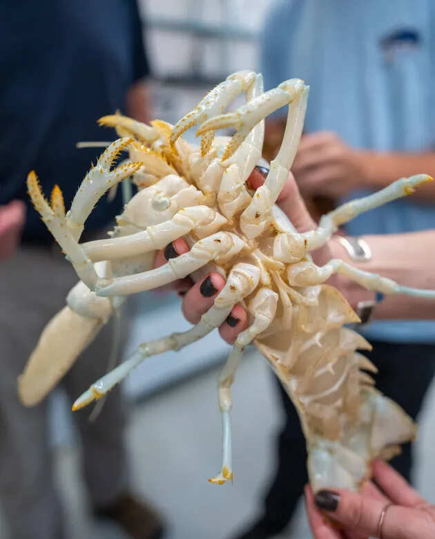Researchers are analyzing more than 15,000 genes to study Casper’s unusual shell color. (Photo: University of New England) Researchers are analyzing more than 15,000 genes to study Casper’s unusual shell color.