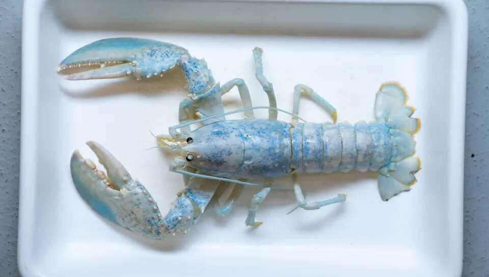 Scientists estimate that white lobsters like Casper occur only once in 100 million. (Photo: University of New England) Scientists estimate that white lobsters like Casper occur only once in 100 million.