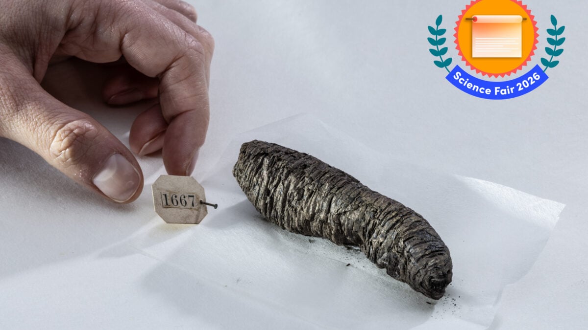 A Volcano Toasted This Scroll 2,000 Years Ago. Here's How Scientists Read It Without Ever Opening It