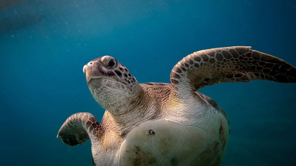Sercan Demirkaya swims alongside a sea turtle named Mahmut in Antalya waters.