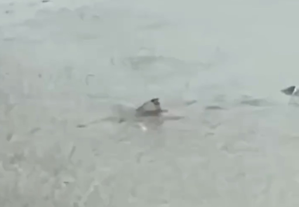 Videos shows a shark swimming on a flooded New Jersey street.