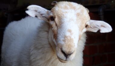 A curious Welsh Mountain sheep (Ovis aries) stares into the camera
