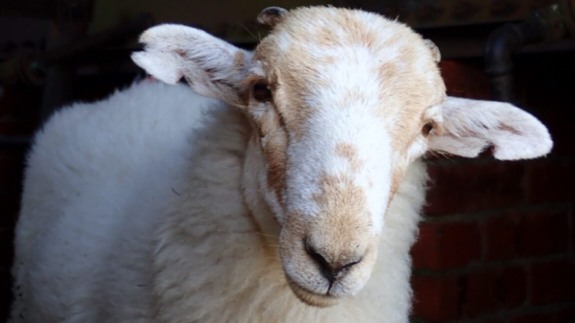 A curious Welsh Mountain sheep (Ovis aries) stares into the camera