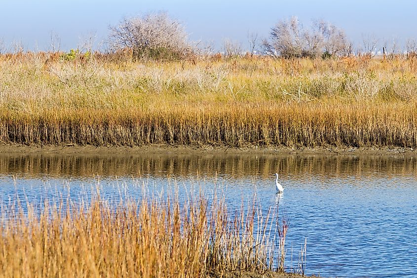 Wetlands and grasslands of Galveston Island State Park with a wading egret.