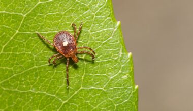 6 Tick Infested Areas In The Northern United States