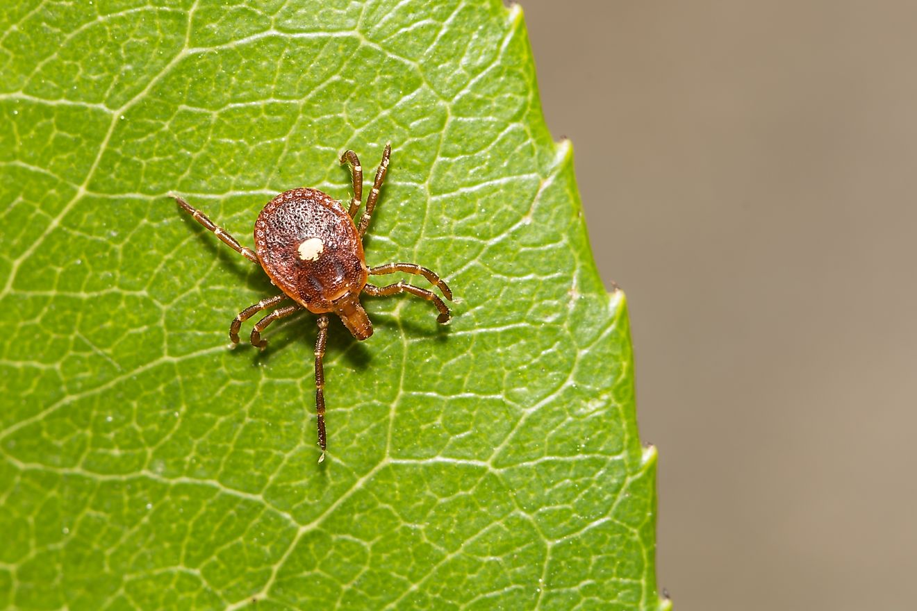 6 Tick Infested Areas In The Northern United States