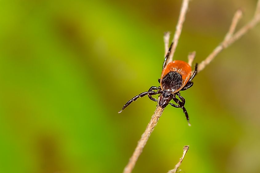 Blacklegged Tick engaged in questing behavior.