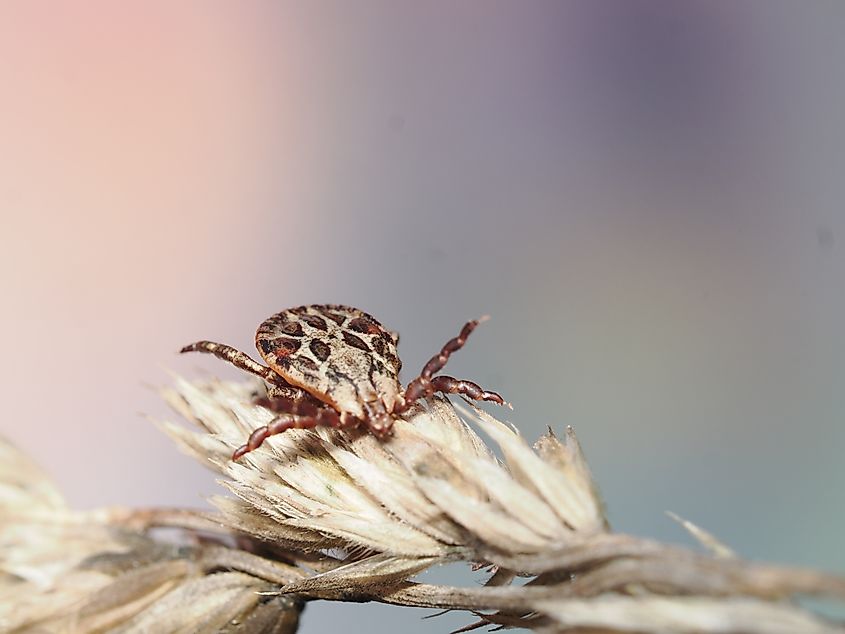 American Dog Tick (Dermacentor variabilis)​.