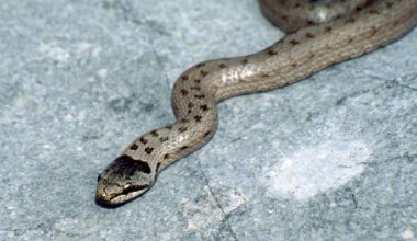 Britain may have a new venomous snake. A zoologist explains