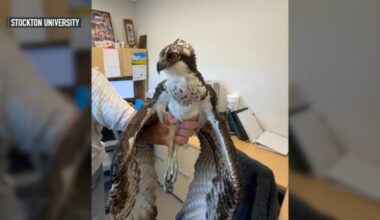 Osprey chicks struggle to survive along Jersey Shore – NBC10 Philadelphia