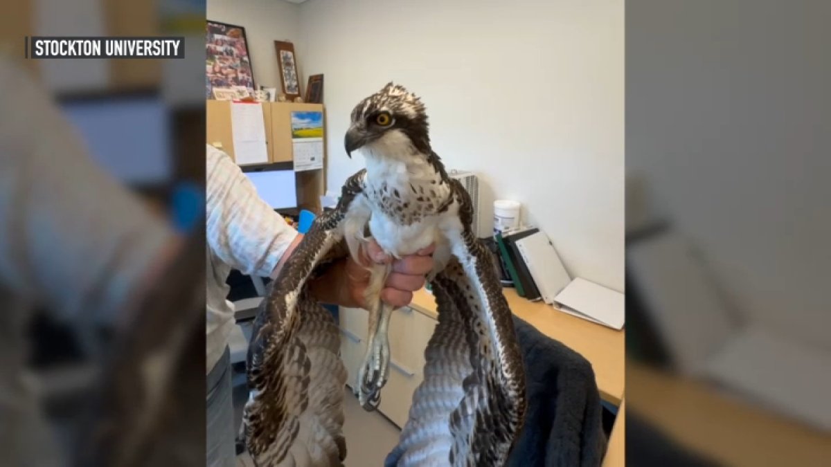 Osprey chicks struggle to survive along Jersey Shore – NBC10 Philadelphia