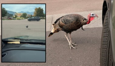 Turkey in Colorado Springs follows woman's car in strange standoff