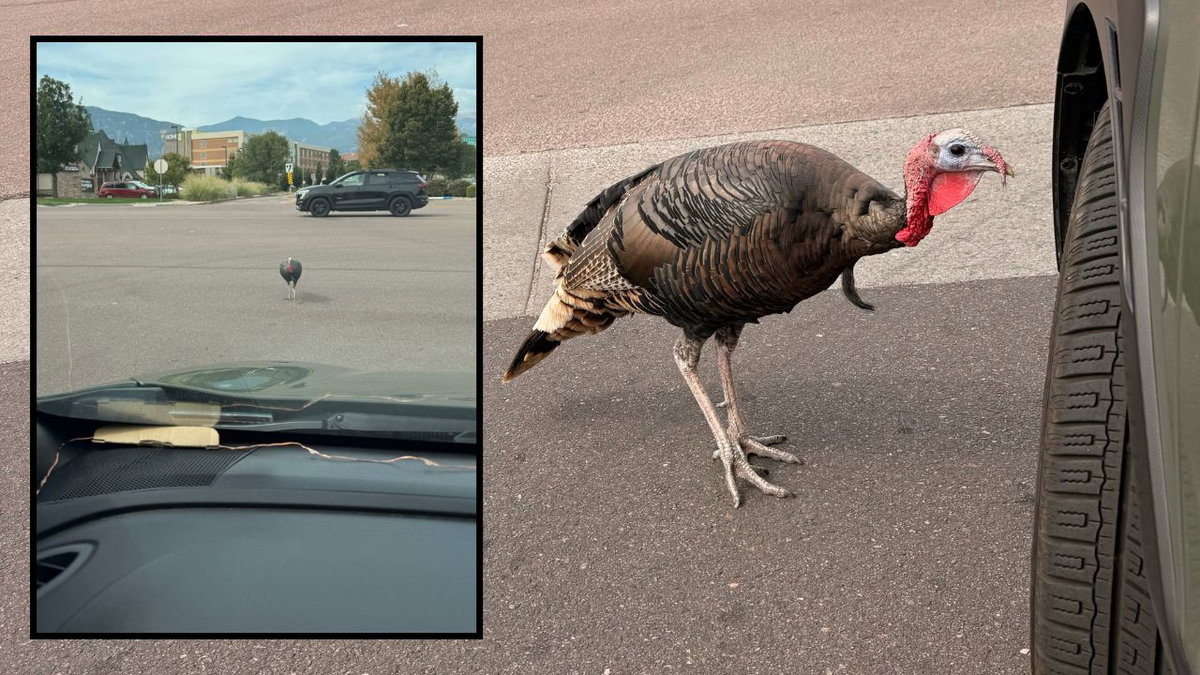 Turkey in Colorado Springs follows woman's car in strange standoff