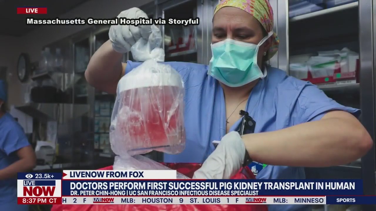 FILE VIDEO: First pig kidney transplant in human