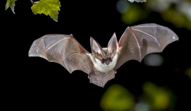America lost its bats, the farms reached for chemicals, and researchers estimated 1,334 additional infant deaths across 245 counties