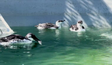 Common murres washing up on Central Coast beaches