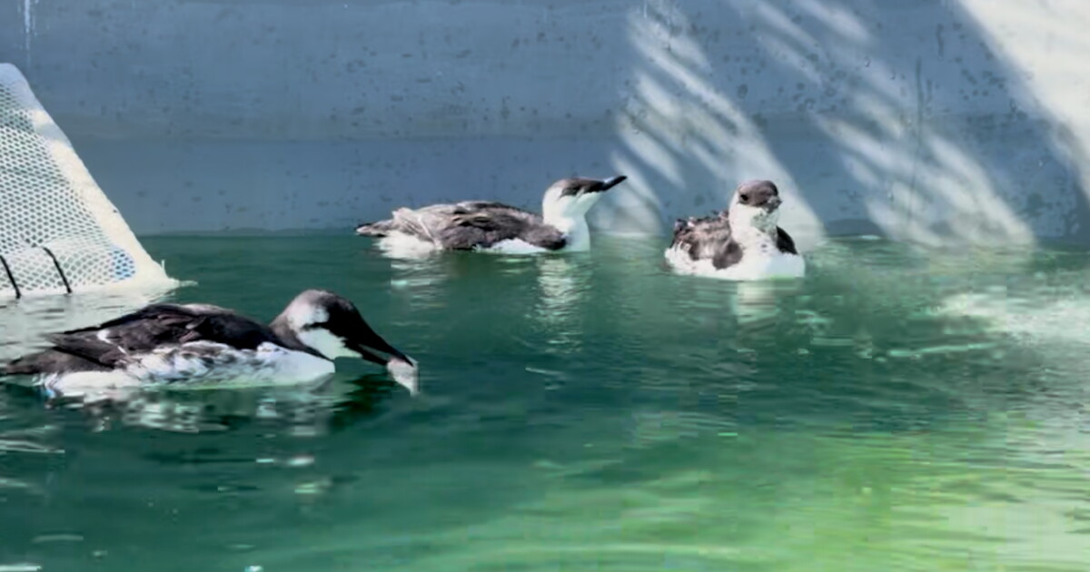 Common murres washing up on Central Coast beaches