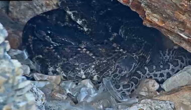 Cal Poly's RattleCam captures live snake birth