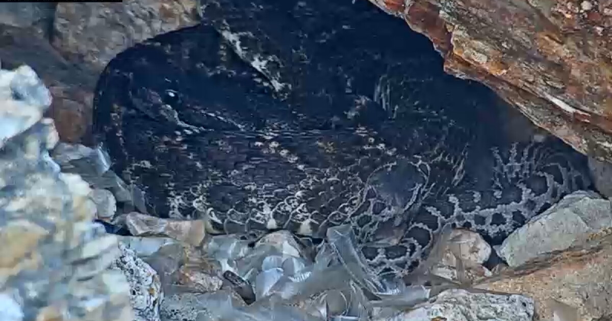 Cal Poly's RattleCam captures live snake birth