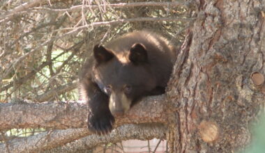 Young Black Bear Delays School Drop-Off in Belgrade