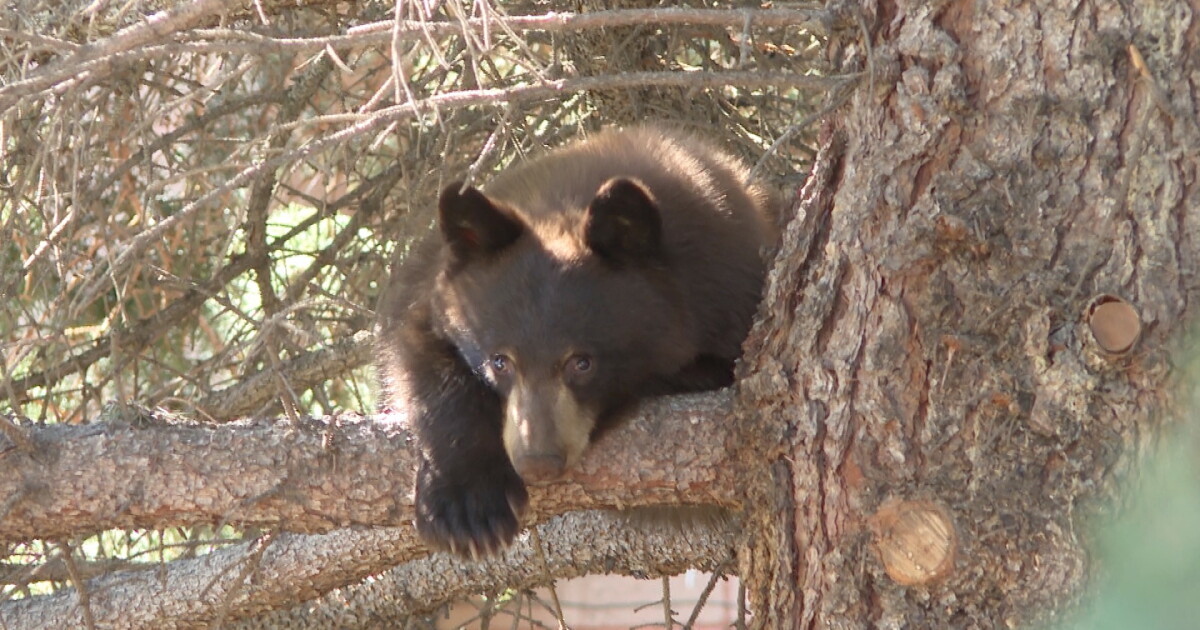 Young Black Bear Delays School Drop-Off in Belgrade