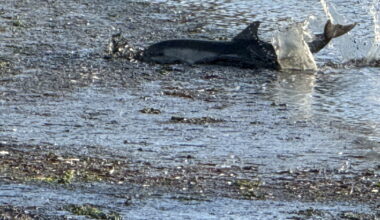 UPDATE: 1 dolphin dead, 3 others released after stranding in Cuesta Inlet