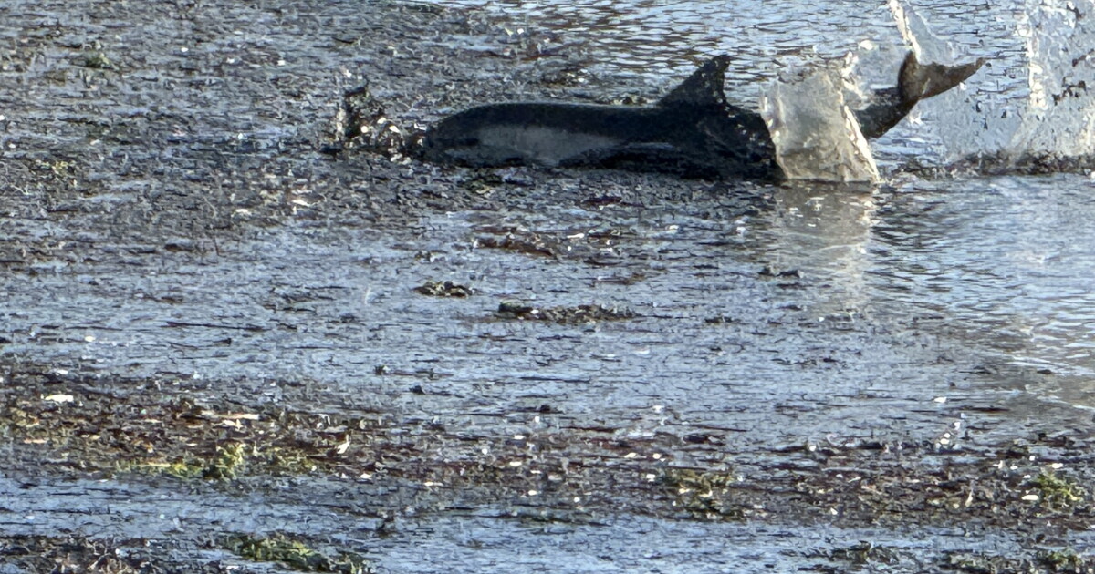 UPDATE: 1 dolphin dead, 3 others released after stranding in Cuesta Inlet