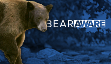 Columbia Falls adopts emergency ordinance due to increased bear activity