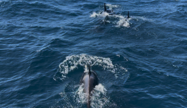 Rare orca pod spotted hunting dolphins off the San Diego coast