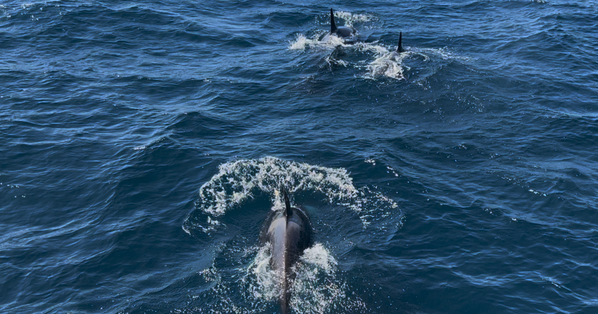 Rare orca pod spotted hunting dolphins off the San Diego coast