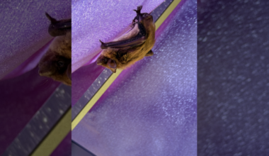 Rabid bats are on the rise in Kansas City