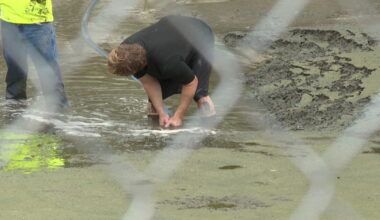 Wildlife groups rescue animals as Gilbert drains lake at Freestone Park