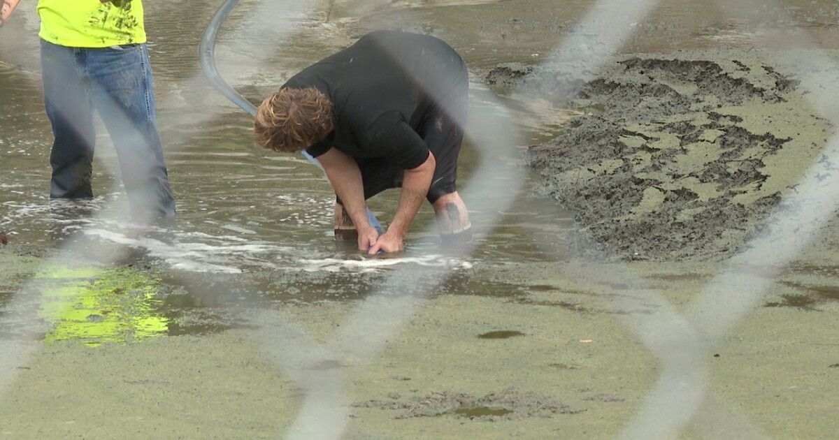 Wildlife groups rescue animals as Gilbert drains lake at Freestone Park