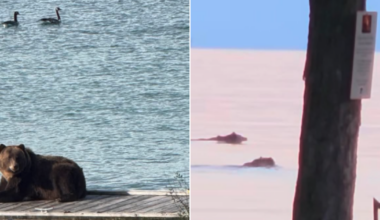 Grizzly bears spotted near Polson Bay Golf Course