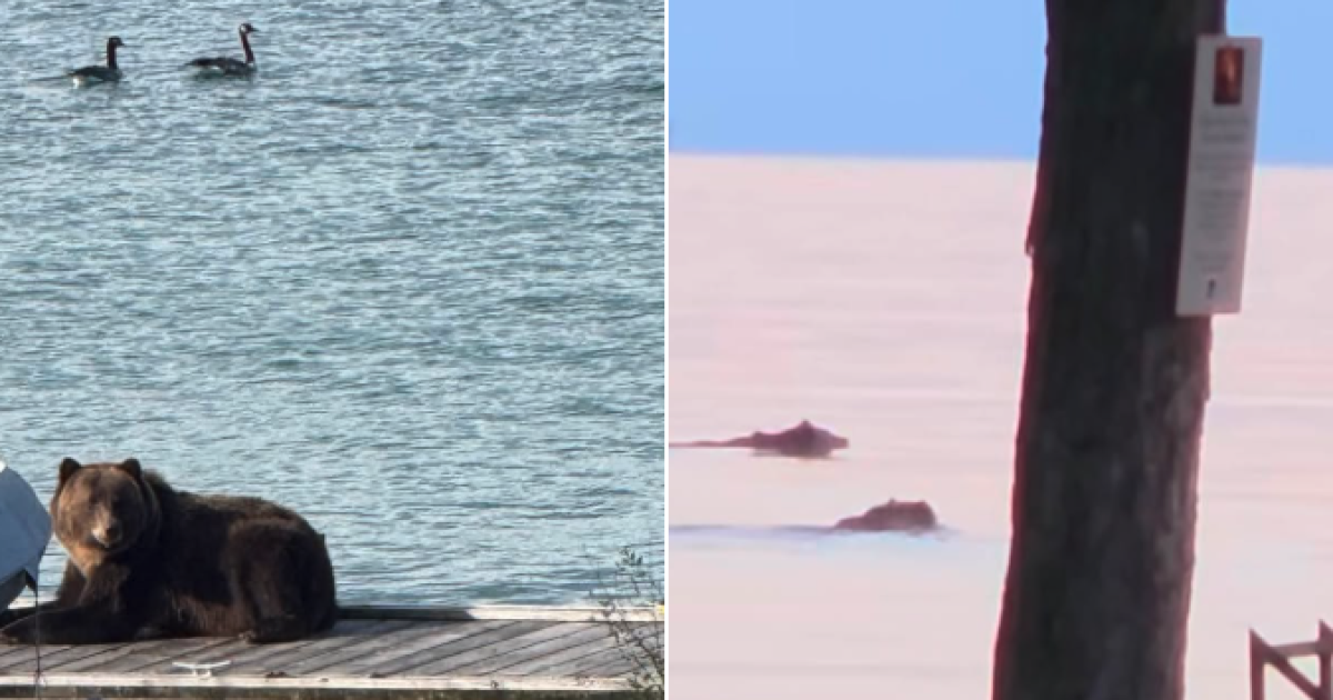 Grizzly bears spotted near Polson Bay Golf Course