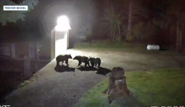 Lincoln residents keep close eye on grizzly activity around town