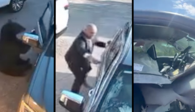 Colorado Springs man rescues bear from truck, but not the truck from the bear