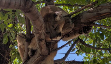 CPW plans to relocate mountain lion found in Westminster tree