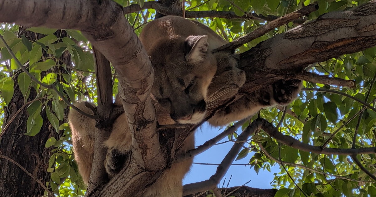 CPW plans to relocate mountain lion found in Westminster tree